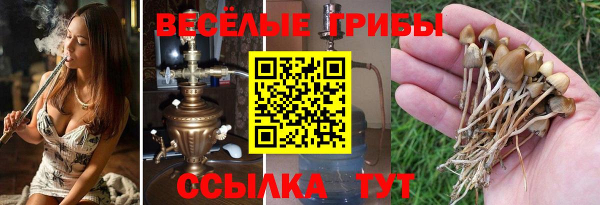 Псилоцибиновые грибы Cubensis Красный Сулин